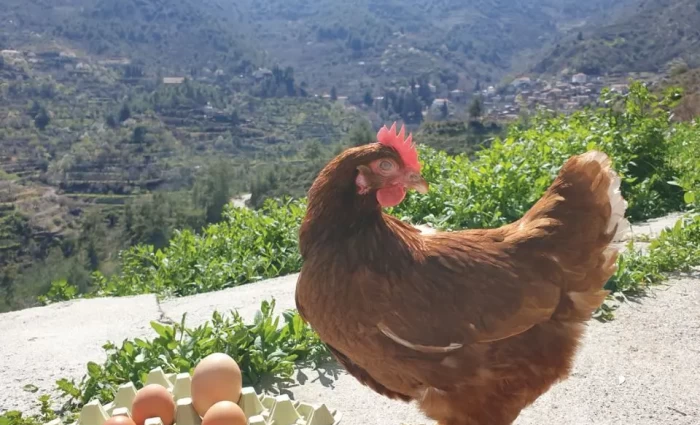 Αυξήθηκαν τα θηλυκά πουλερικά για αυγοπαραγωγή και τα αυγά το 2025 - Μεγάλη πτώση τον Φεβρουάριο 2026