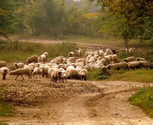 Κατασχέσεις για παράνομες μετακινήσεις ζώων - Εντατικοί έλεγχοι ενόψει Πάσχα