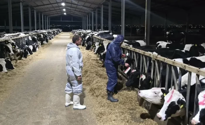 Η παράνομη διακίνηση ζώων πίσω από τη διασπορά του αφθώδους πυρετού