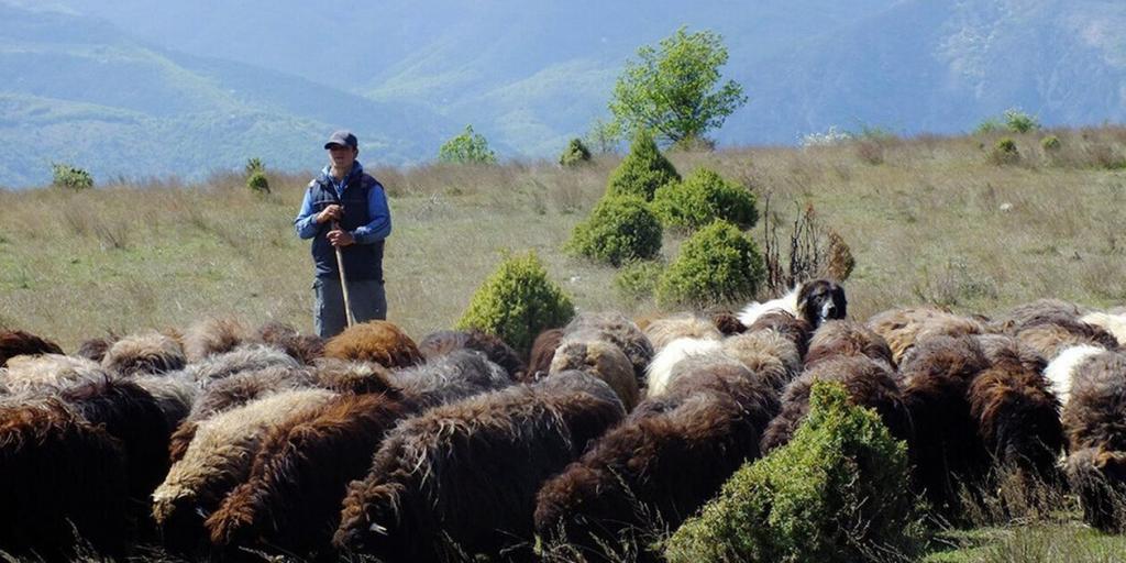 Ποιμενική Ακαδημία προστατεύει τις τοπικές ράτσες αιγοπροβάτων