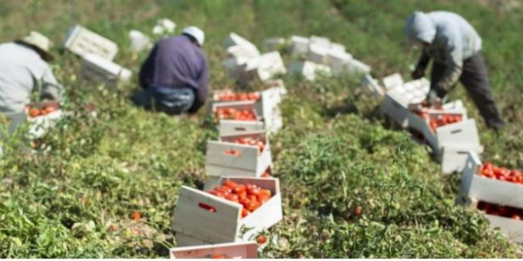 Ιταλία: Τα πλοκάμια της μαφίας στη ντοματοβιομηχανία – Το δουλεμπόριο «ζει και βασιλεύει»