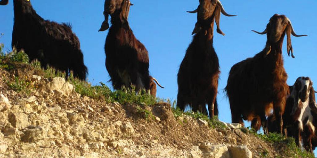 Το Υπουργείο Γεωργίας πρότεινε να σταματήσει η παραγωγή αιγοπρόβειου χαλλουμιού