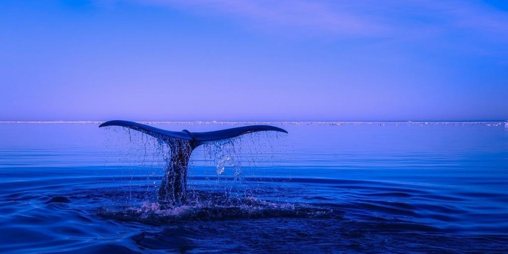 Με αυτό το εντυπωσιακό κόλπο οι φάλαινες πιάνουν περισσότερα ψάρια (Vid)