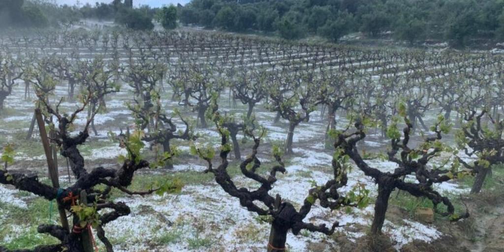 Χορηγίες ύψους €2 εκατ. για θωράκιση καλλιεργειών από χαλάζι και βροχή