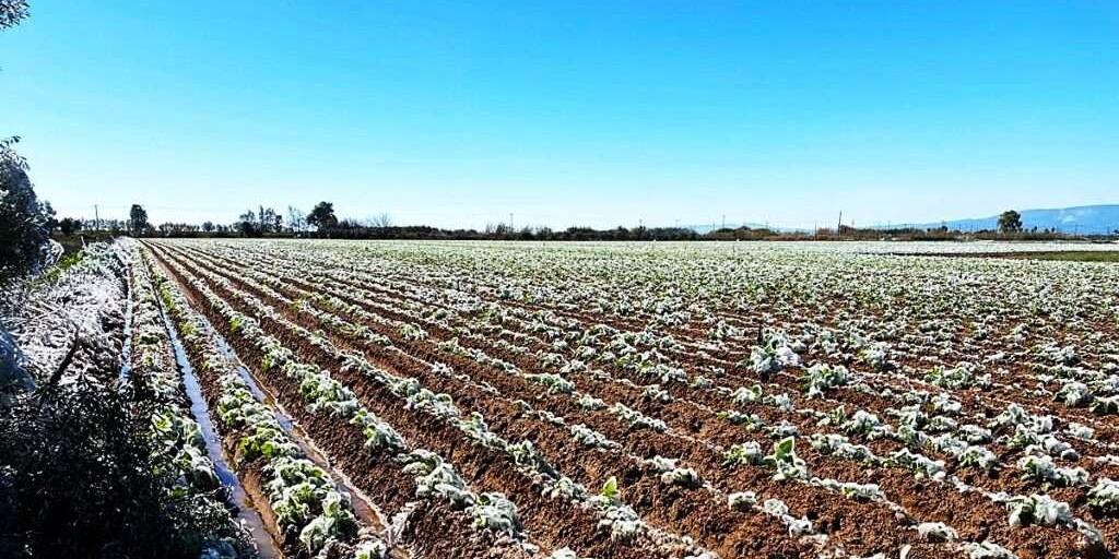 Σοβαρές απώλειες για τους πατατοπαραγωγούς από το κύμα ψύχους