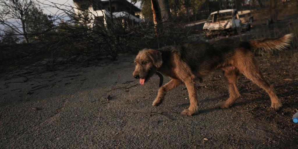 Αυτές είναι οι κτηνιατρικές κλινικές που προσφέρουν βοήθεια στα πυρόπληκτα ζώα Αυτές είναι οι κτηνιατρικές κλινικές που προσφέρουν βοήθεια στα πυρόπληκτα ζώα