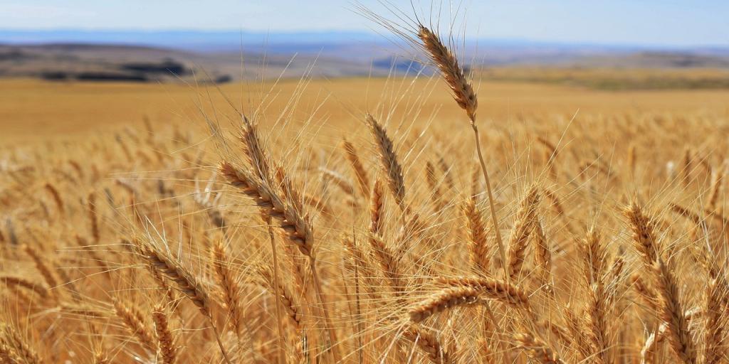 Σιτάρι: Σε χαμηλό πενταετίας λόγω υπερπροσφοράς και εμπορικού πολέμου ΗΠΑ–Κίνας Σιτάρι: Σε χαμηλό πενταετίας λόγω υπερπροσφοράς και εμπορικού πολέμου ΗΠΑ–Κίνας