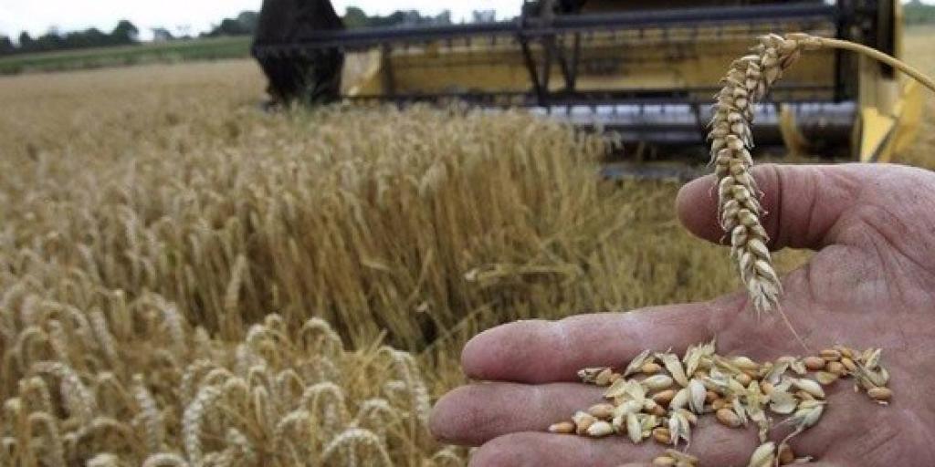 Η Κίνα επιδιώκει να αγοράσει αμερικανικό σιτάρι για πρώτη φορά μετά από ένα χρόνο