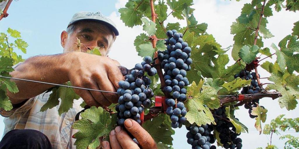 €25,5 εκ. δόθηκαν από τον ΚΟΑΠ για στήριξη του αμπελοοινικού τομέα