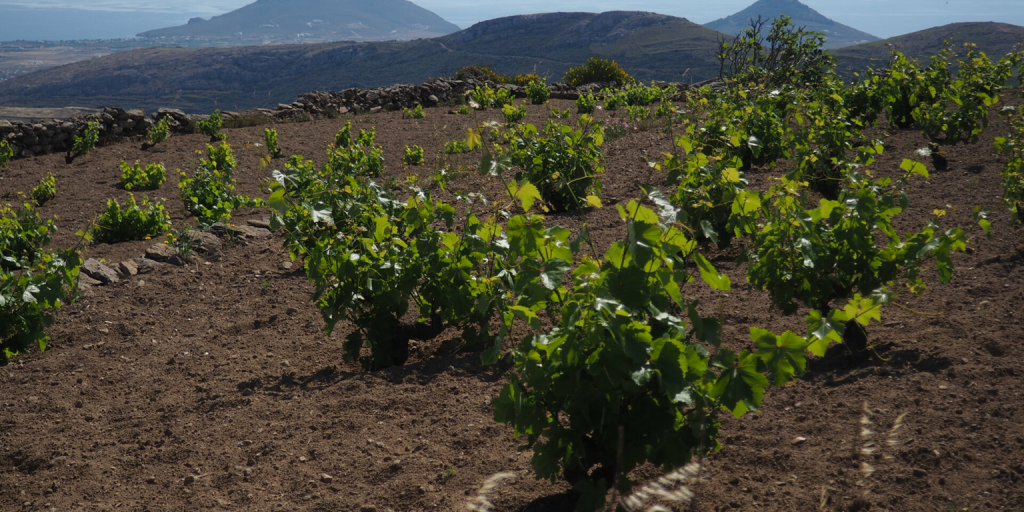 Ο ΚΟΑΠ ολοκλήρωσε πληρωμές ύψους €896.757,15 στους αμπελοκαλλιεργητές