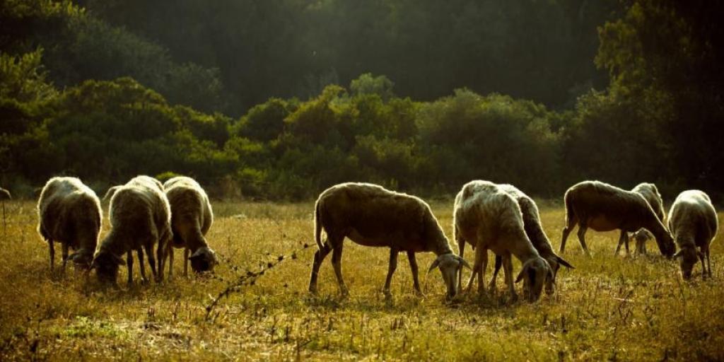 &Omicron;&iota;&kappa;&omicron;&nu;&omicron;&mu;&iota;&kappa;ή &beta;&omicron;ή&theta;&epsilon;&iota;&alpha; &kappa;&alpha;&iota; &epsilon;&mu;&beta;ό&lambda;&iota;&alpha; &zeta;ή&tau;&eta;&sigma;&epsilon; &eta; &Upsilon;&pi;. &Gamma;&epsilon;&omega;&rho;&gamma;ί&alpha;&sigmaf; &ndash; &Theta;&epsilon;&tau;&iota;&kappa;ή &alpha;&pi;ά&nu;&tau;&eta;&sigma;&eta; &alpha;&pi;ό &Beta;ά&rho;&chi;&epsilon;&lambda;&iota; &kappa;&alpha;&iota; &Chi;ά&nu;&sigma;&epsilon;&nu;